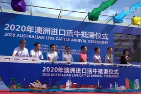海南自贸港首批零关税进口澳大利亚活牛抵港视频封面