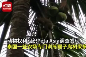 泰国农民训练猴子奴隶摘椰子，牙齿都被拔掉，最多每天可摘1600个图片