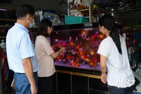 小金鱼“游”往全国，东莞24年养鱼人开网店卖鱼图片