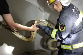 视频｜惊！体长2.5米蟒蛇盘踞村民家中 旁边还有蛇蛋图片