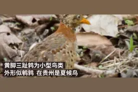 贵州山中“虎啸龙吟”版视频系网友剪辑，当地检察院提前介入图片