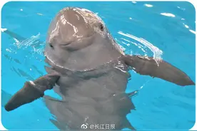 生日快乐！世界第一头在人工环境出生的江豚淘淘15岁啦图片