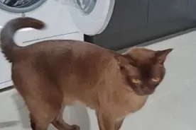 小猫躲在洗衣机里睡觉，不知情的澳洲主人摁下了启动键……图片