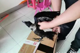 热心市民救助稀有白颈乌鸦 本报接力让伤鸟得到救助图片