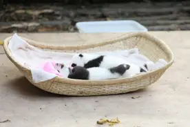 成都大熊猫基地：2只幼仔严重过敏死亡，圈养熊猫史上属首次图片