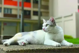走遍世界去看猫图片