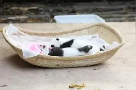 难过！大熊猫双胞胎顺顺和溜溜严重过敏死亡图片