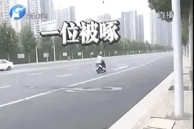郑州街头现愤怒的小鸟，只啄黑衣男子！啥来头图片