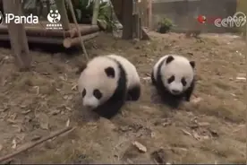 心疼！大熊猫双胞胎顺顺溜溜病亡，出生仅7个月图片