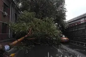 树木折断挡路砸车？拨打12319城管热线图片