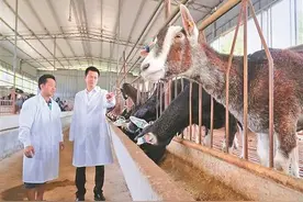 玉林博白：从独行“羊倌”到“领头羊”图片