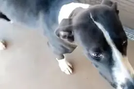 失而复得！德国男子奇迹般找回5年前丢失爱犬图片
