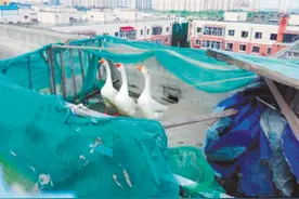 群里说一声 楼顶扰人大鹅搬家了图片