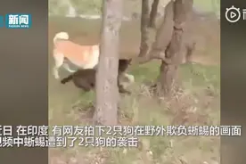 实拍！印度2只狗野外欺负蜥蜴，蜥蜴被吓爬到树上不料被狗一口咬下图片