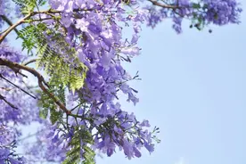 那些花儿的绽放，提醒我们考试和毕业季要来了图片