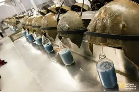 这种生物的蓝色血液，是生产新冠疫苗的关键？图片
