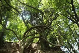 高极云霄，传奇故事，探秘丰都凉磉磴！图片