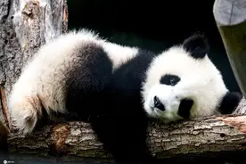 柏林大熊猫双胞胎与游客见面 趴着呼呼大睡挠痒痒图片