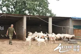 山西河津：小羊羔带来大财富 嫩韭菜让农民笑开颜图片