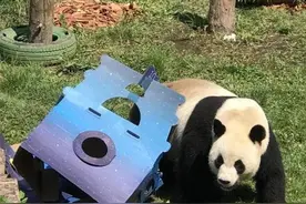 大连这个“网红”生日宴太特别……图片