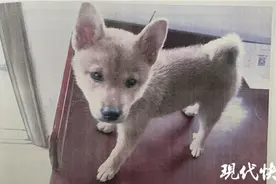路边抱走可爱狗狗，没想到是价值12000元的柴犬图片