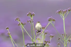 今日影像｜我是一只会劈叉神功的小小鸟图片