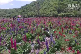 陕西太白：盛夏花海醉游人视频封面