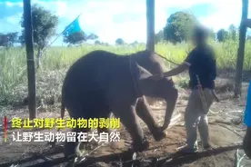 揪心！世界动物保护协会曝光泰国驯象全过程视频封面