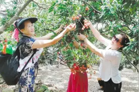 荔枝销售完美收官，自始至终价格坚挺 电商助宅梧荔枝走向全国图片