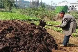 全国严查！禁止畜禽粪直接还田图片