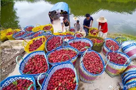 炎炎夏日，钦州果农采摘荔枝忙图片