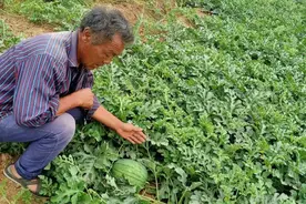 南阳市示范区：龙卷风西瓜香又甜 脱贫致富换新颜图片