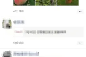 城市景观绿化带里的桃子熟了，到底能不能采食？图片