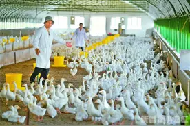 鹅兔养殖唱主角 日子越过越带劲图片