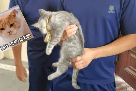 神操作！3万元金镯卡住猫头！灵魂拷问：保猫还是保镯子？图片