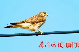 遇到受伤的鸟类，救还是不救？该怎么救？图片
