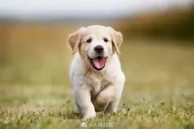 科学家研究出人狗年龄对应公式：1岁的狗相当于人类31岁图片