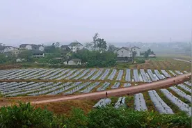 产业造血 营山150个贫困村全部建起脱贫奔康产业园图片