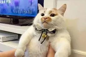 如果不用原装充电器，真的会把手机充坏吗？看这一篇就够了图片