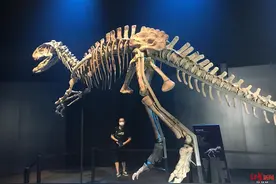哇哦！侏罗纪世界电影特展来成都了图片