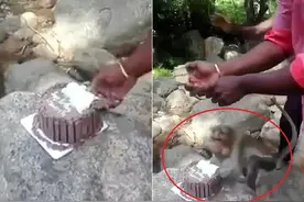 印度一家人庆祝生日时被猴子抢走整个蛋糕图片