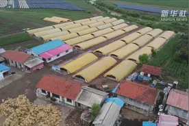 吉林靖宇：小灵芝趟出脱贫致富路视频封面