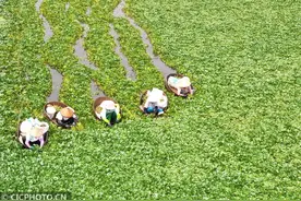 江苏泰州：水乡采菱忙图片