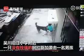 触目惊心！未栓绳阿拉斯加扑咬男童，网友：这么大犬居然不栓绳图片