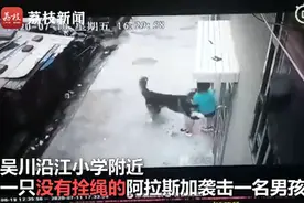 触目惊心！未栓绳阿拉斯加扑咬男童，网友：这么大犬居然不栓绳图片