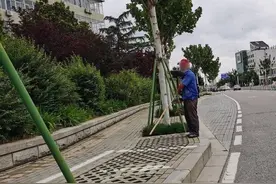 泰安：男子路边售卖“野生”乌龟图片