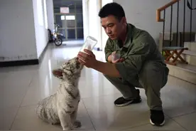 石家庄动物园的白虎宝宝图片