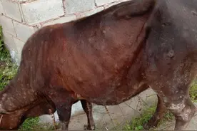 福建长汀发现牛结节性皮肤病：25头确诊病牛已全部扑杀处理图片
