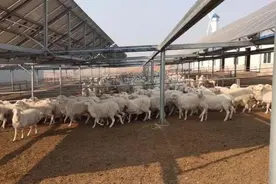 新鲜事！这里的光伏板下藏着羊图片