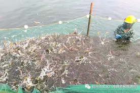 对虾，为什么叫做对虾？图片